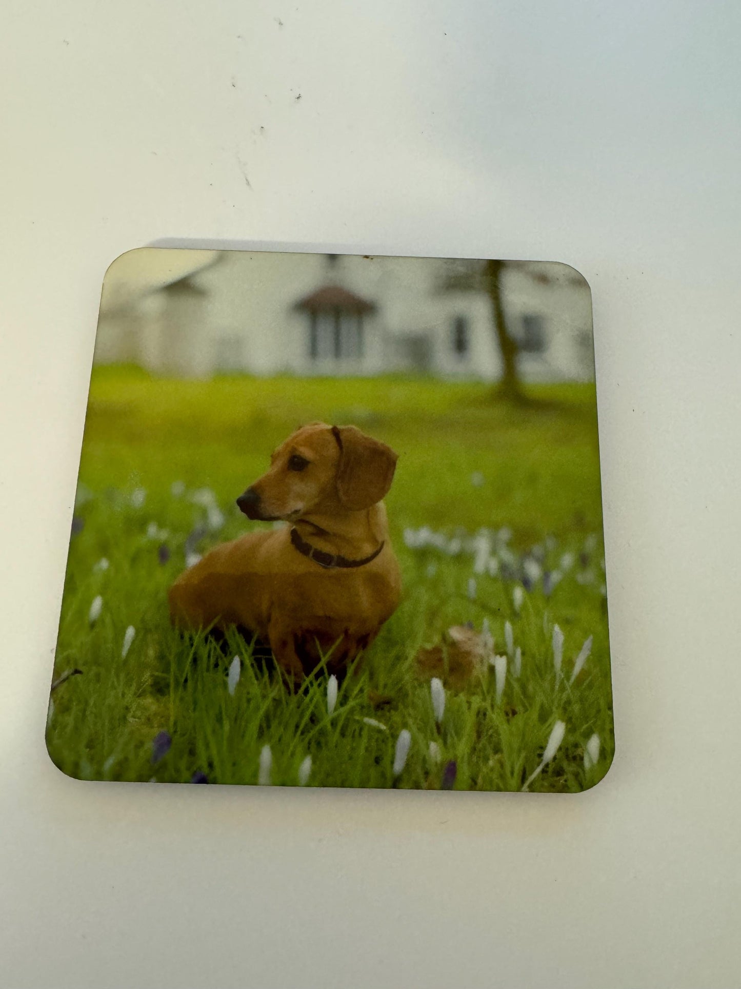 Set of 4 Dachshund Coasters | Mothers Day Gift | Gift for Her, Dachshund Coasters, Gift For Her, Dog Coasters, Dachshund Kitchen Decor, Dachshund Table Decor, Dachshund Housewares, Dachshund Stocking Stuffer